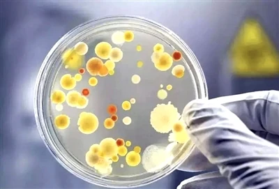 Bacillus Coagulans a jeho aplikácie a vyhliadky vo vedeckom výskume