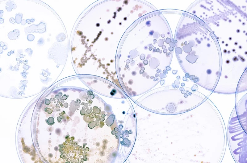 Differences between Bifidobacterium longum and Bifidobacterium breve
